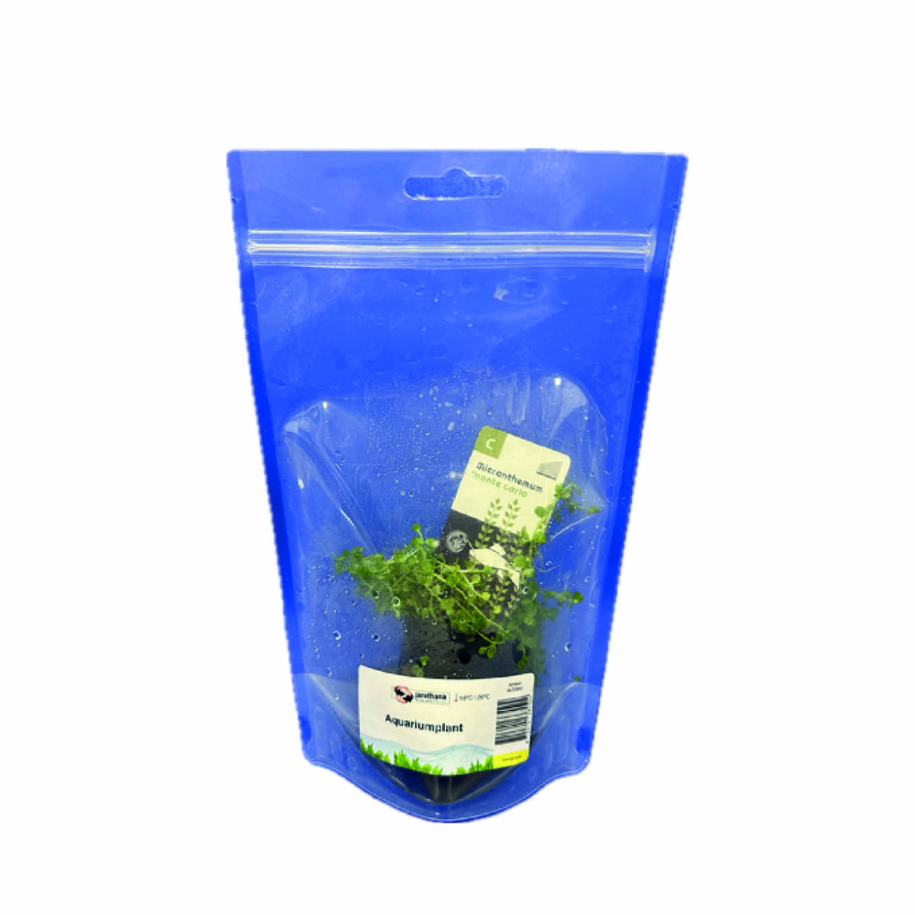 Micranthemum Monte Carlo in stazak